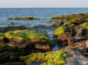 Быстрый способ переработки морских водорослей в биотопливо 