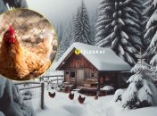 Курятник зимой