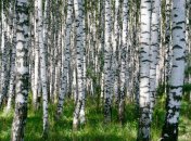 15 июля. Приметы дня