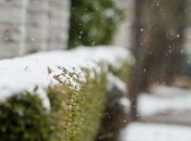 Прогноз погоды в Украине на 11 января: ожидается мокрый снег