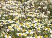 Прогноз погоды в Украине на Троицу: сохранится жара до +34°, местами дожди