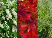 В Украине категорически запрещено сажать 13 видов деревьев