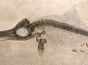 В честь Ленина назван ихтиозавр