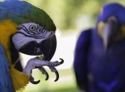 Котами и собаками уже не удивишь: самые дорогие домашние питомцы