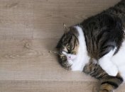 За последние семь попыток похудеть я поправился на 18 кг: уморительные шутки про диеты