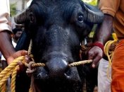 Индия хочет продавать Украине буйволиное мясо