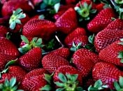 Увеличьте урожайность клубники в разы