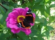 Как бороться с аллергией на пыльцу