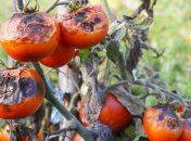 Грибкове захворювання атакує всі частини куща