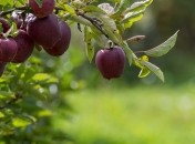 Бывает и так, что деревья отказываются цвести