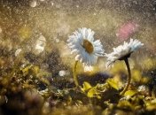 Прогноз погоды в Украине 30 мая: ожидаются дожди 