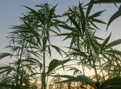 Запрещенные зелья: В Одесской области задержан мужчина, выращивавший у себя дома каннабис