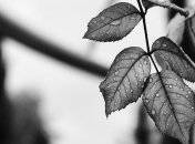 "Шестое массовое вымирание": под угрозой исчезновения миллионы видов растений