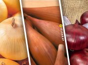 Цибуля сортів "Буран", "Любчик" та "Заграва"