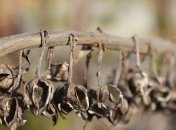 ЕС выплатит Франции дотации из-за засухи