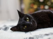 Сегодня 13 января 2024 праздник - Ермилов день (ранее 26 января)