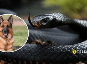 Собака и пресмыкающийся