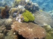 Отель на Мальдивах предлагает гостям выращивать кораллы