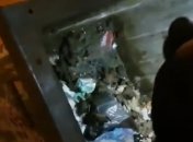 В Запорожье в мусорном баке нашли почти 700 краснокнижных летучих мышей: подробности, фото и видео