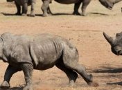 Намибия готовится отправить 150 животных в "Кубинский ковчег"