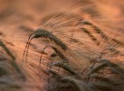 В Украине собрали больше половины урожая зерновых