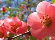 Прогноз погоды на 11 апреля: в Украине будет тепло