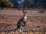 Природа допомагає гасити пожежі в Австралії (Відео)
