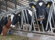  Украина начнет экспортировать говядину в Китай