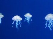 Невероятное открытие: исследователи обнаружили необычную медузу