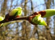 Погода в Украине 1 апреля: ожидается небольшой дождь, тепло 