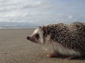 В США умер известный еж-путешественник