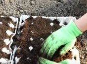 Лотки для яєць стануть у пригоді на ділянці