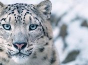 Фотограф создал серию снимков животных, которые вскоре могут исчезнуть (Фото)