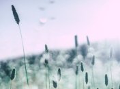 Засоби від весняної алергії