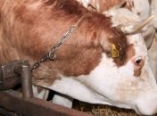 Мясо коровы, погибшей от сибирской язвы, попало в торговую сеть