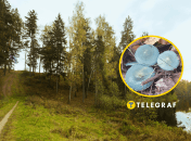 Гриб строфария сине-зеленая