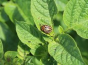 После обработки на огороде не останется даже личинок