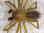 В пещерах Индии был обнаружен новый вид пауков 