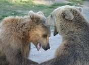 Потап и Настя в киевском зоопарке