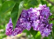 К 9 мая в Украине потеплеет