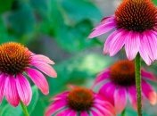 ТОП растений, которые невозможно убить (Фото)