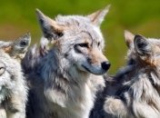 Чешским фермерам в борьбе с волками помогут собаки-волкодавы