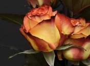 Поздравления с Днем рождения: прикольные стихи и открытки на 1 февраля