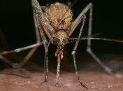 Лихорадка Западного Нила за неделю унесла полсотни жизней в Румынии и Греции