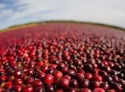 Назван продукт, который очень полезно есть на ночь