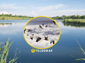 Возле водоемов может жить редкая птица