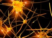 Ученые обнаружили нейроны, отвечающие за страх