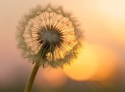 Одуванчик портит вид газона и вредит растениям (изображение создано с помощью ИИ)