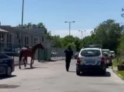 В Харькове сбежала лошадь - полицейские пытаются ее поймать (курьезное видео) 