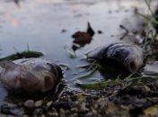 Неизвестное растение вызвало массовую гибель рыбы в водах Дуная